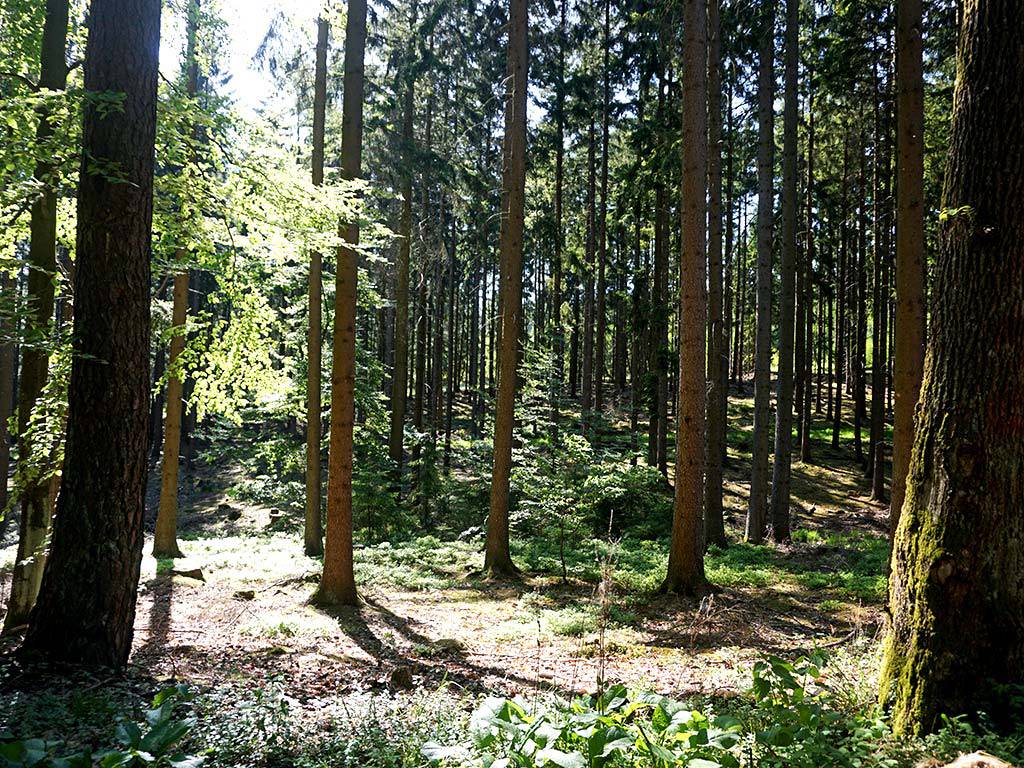 Wald-der-Nibelungen